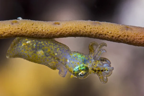 Bobtail Squid 1