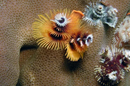 Christmas Tree Worms 2