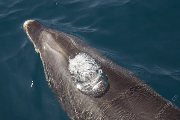 Bubble-crowned dolphin