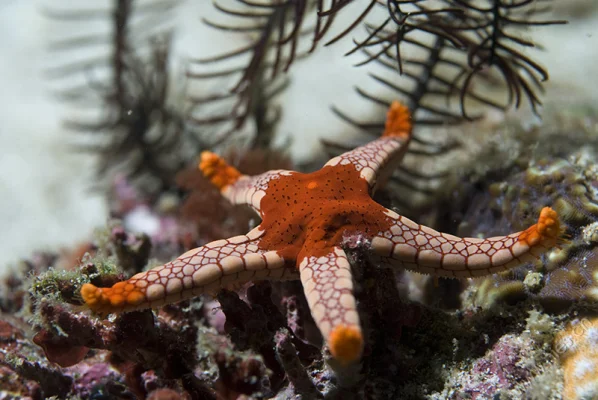 Necklace Seastar