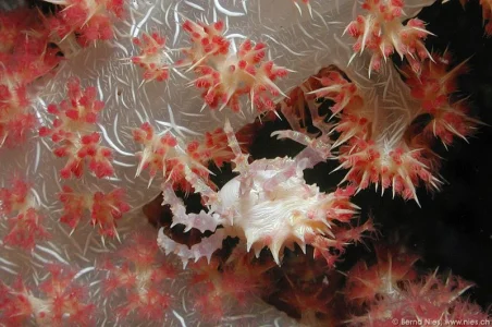 Decorator Crab