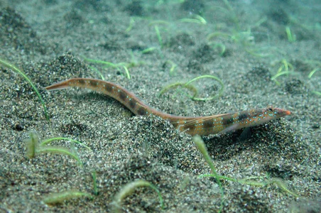 Sand Diver