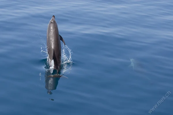 Bottlenose dolphin jumping