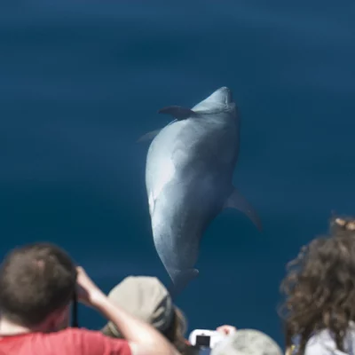 Pregnant bottlenose dolphin