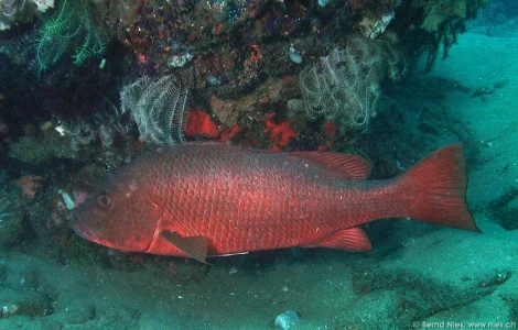 Red Snapper