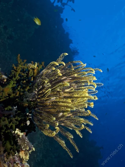 Feather Seastar