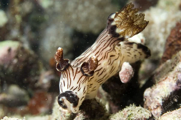 Nudibranch A sea slug of family Chromodorididae (or chromodorids