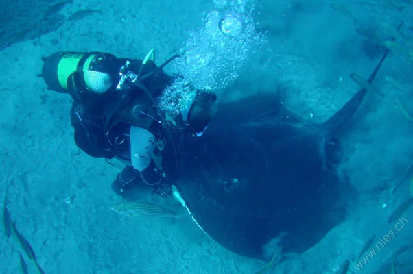 Stingray Feeding