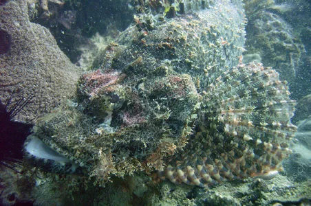 Scorpionfish