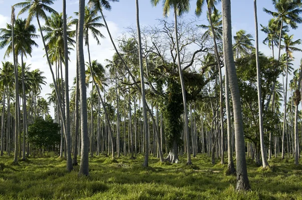 Palm Plantation