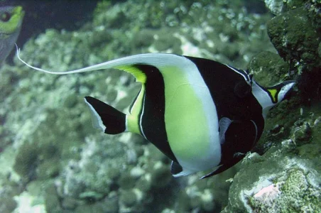 Moorish Idol