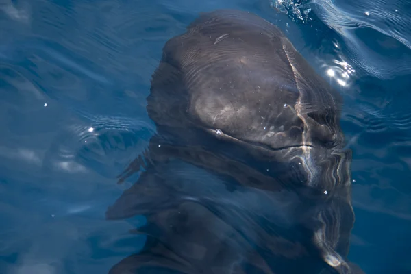 Young pilot whale looks from below