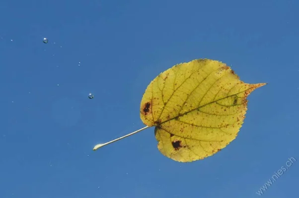 Birch leaf