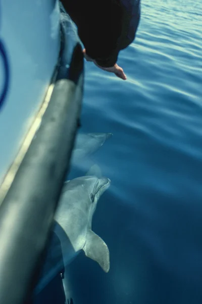 Bottlenose dolphins