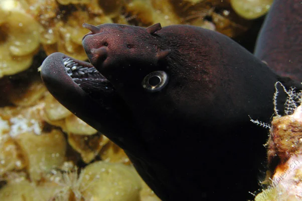 Moray Eel