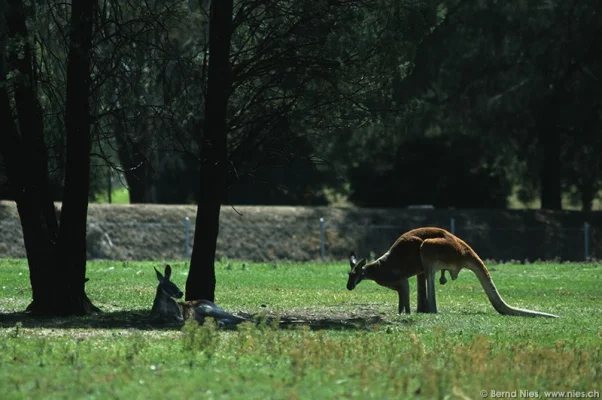 Kangaroos