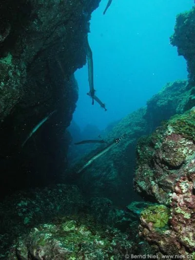 Canyon mit Trompetenfischen