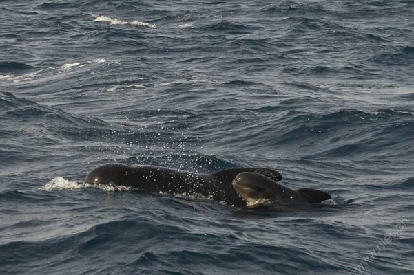 Pilot whale mother with baby