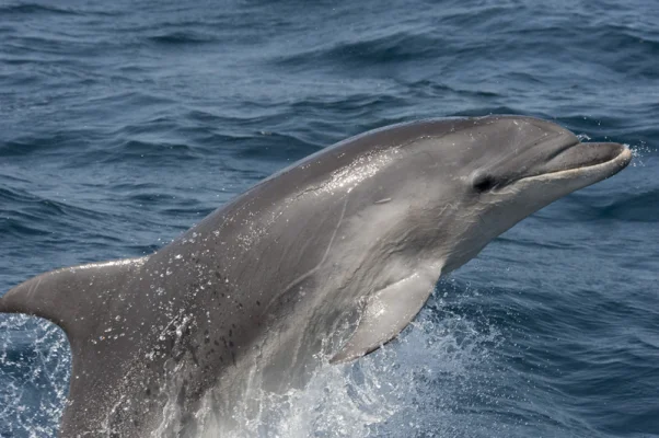 Jumping Bottlenose Dolphin