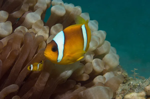 Clownfish family