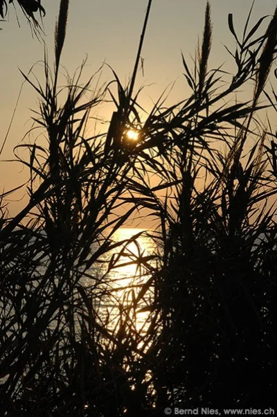 Sonnenuntergang hinter Schilf