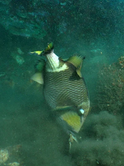 Riesen-Drückerfisch) Ein Riesen-Drückerfisch mit seinem Pausensnack -- Nikon Coolpix 5400 mit Subtronic Mini Blitz, Tulamben, Bali, Indonesien, 27. März 2005