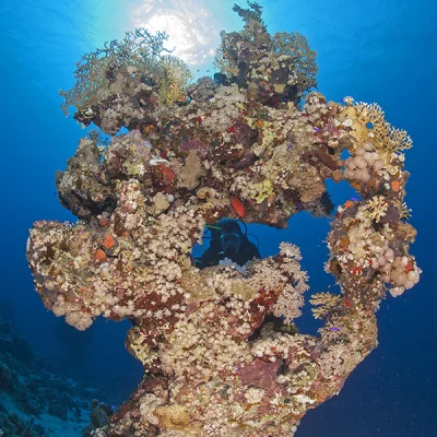 Korallenblock mit Tauchbuddy