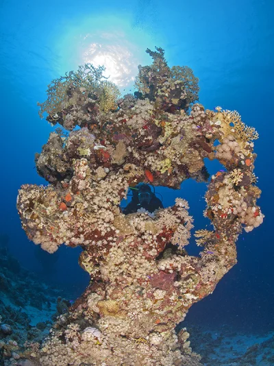 Coral Block with Diver