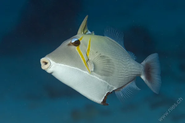 Scythe Triggerfish