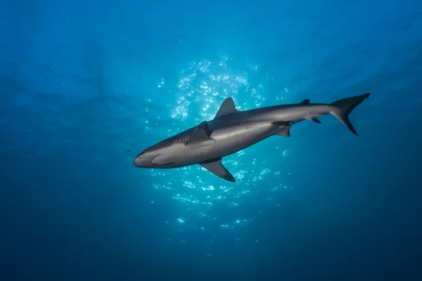 Grey Reef Shark