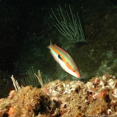 Rainbow Wrasse