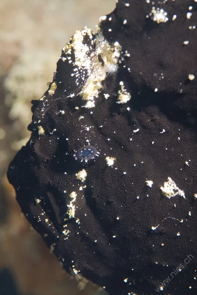 Black Frogfish