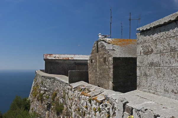 Seagull on Gable