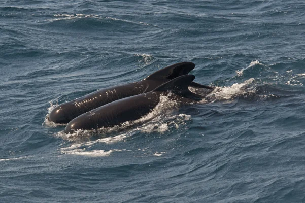 Two pilot whales