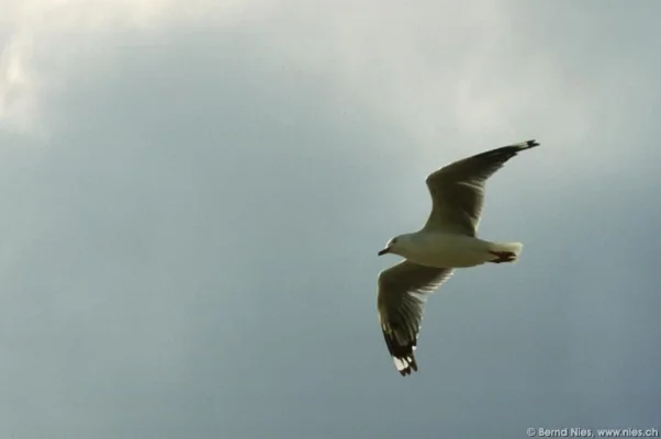 Seagull