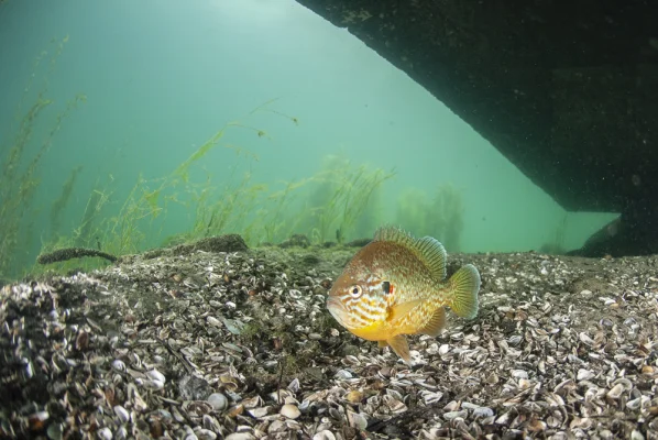 Sunfish