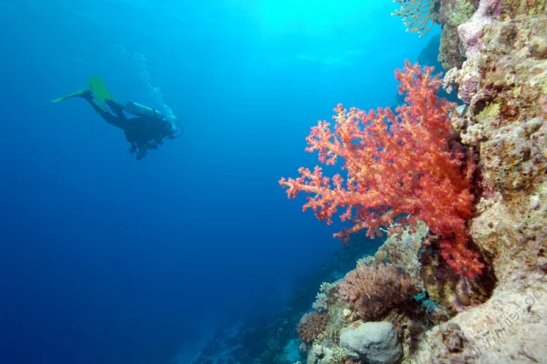 Pascal with soft coral