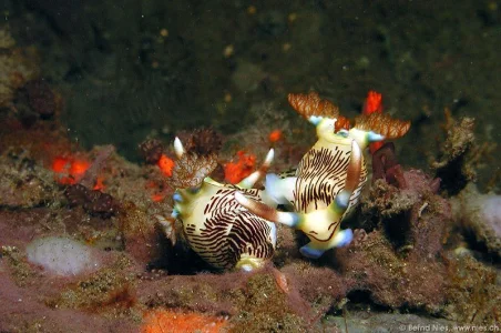 Nembrotha Lineolata