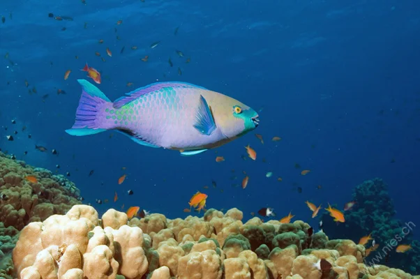 Parrot Fish