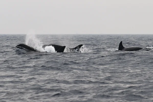 Group of orcas