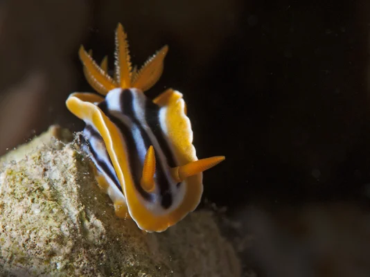 Nudibranch