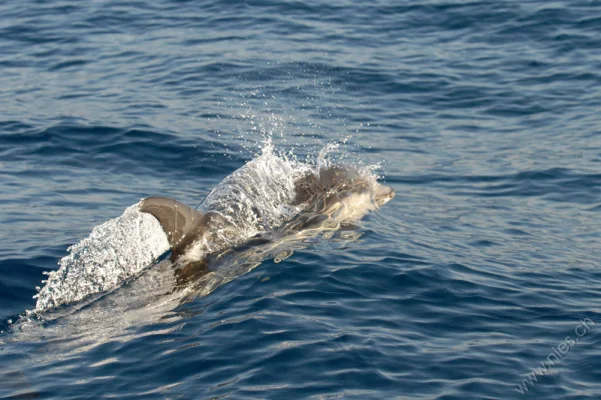 Common dolphin