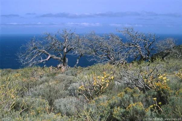 Dry Bushes