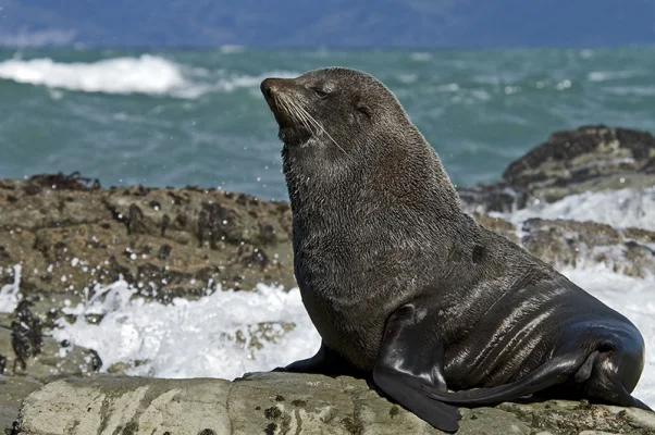 Sea lion