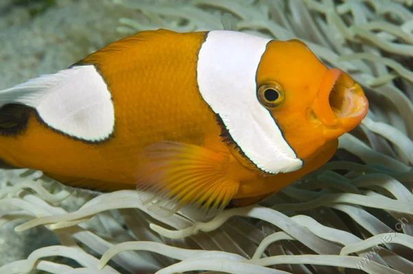 Clownfish