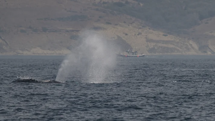 Fin whale