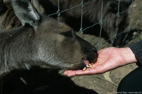 Kangaroo Feeding