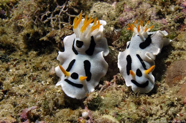 Chromodoris dianae