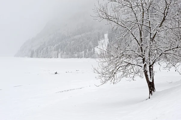 Winter Landscape