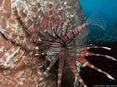 Lionfish